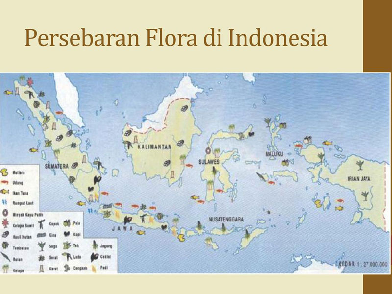 Peta Persebaran Flora Di Indonesia Materisekolah Github Io Sexiz Pix