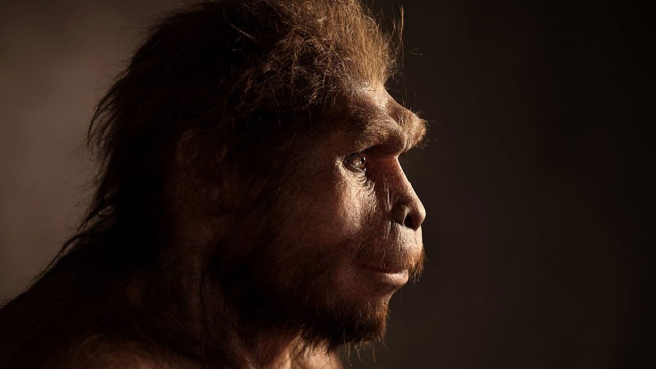 Homo Soloensis: Sejarah, Ciri-ciri, Pengertian (Lengkap)