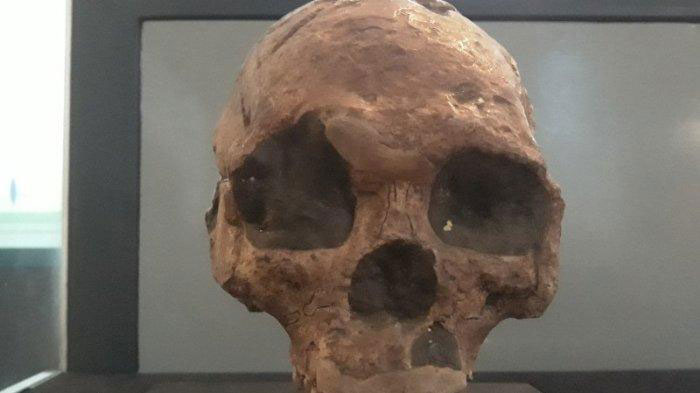 Sejarah Penemuan Homo Wajakensis