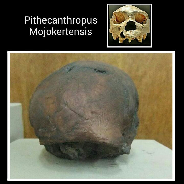 Sejarah Pithecanthropus Mojokertensis
