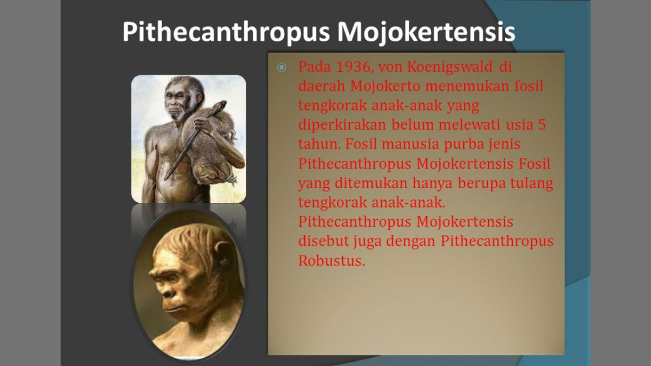 Pithecanthropus Mojokertensis : Sejarah dan Ciri-cirinya