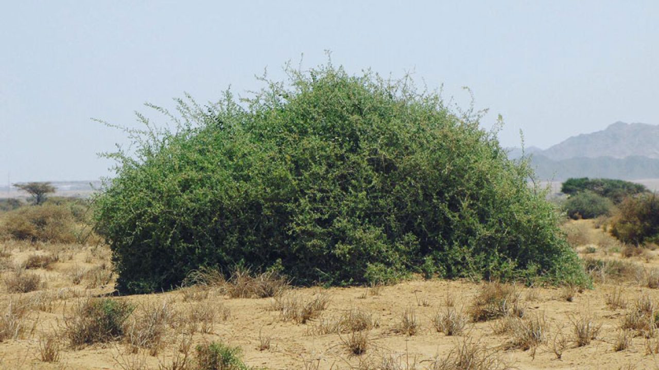 Pohon Gharqad, Ciri-ciri dan Pengertian Menurut Islam