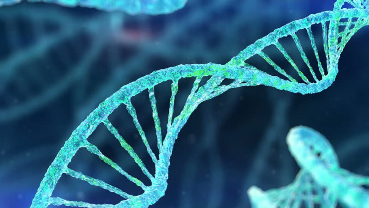 Perbedaan DNA dan RNA, Fungsi, Struktur dan Pesebaran