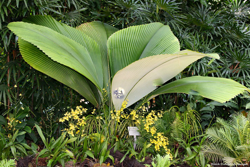 Flora Indonesia Tipe Asiatis