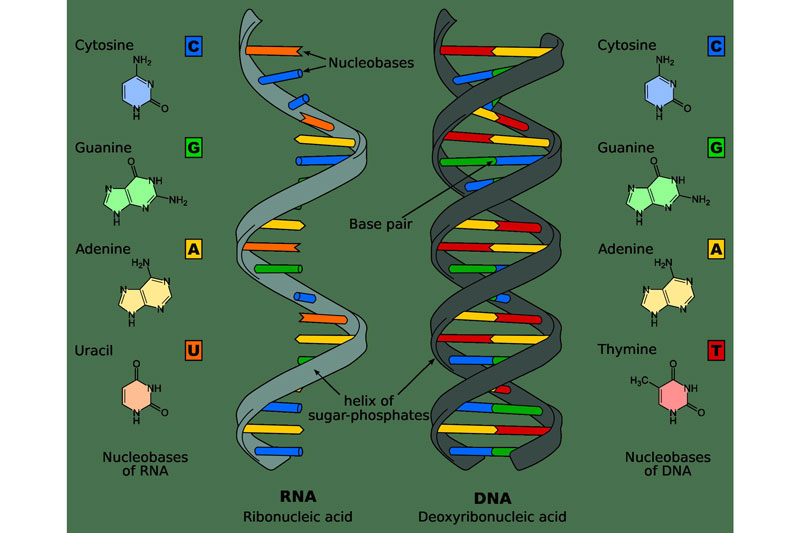 Perbedaan DNA dan RNA dalam Tubuh Makhluk Hidup