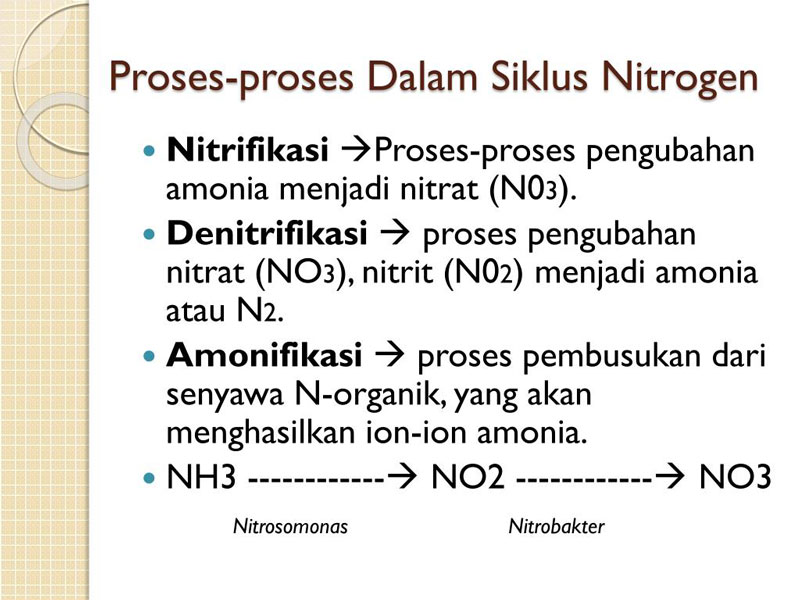 Proses siklus nitrogen