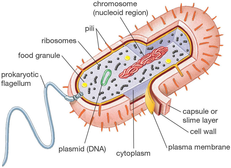 Struktur Bakteri