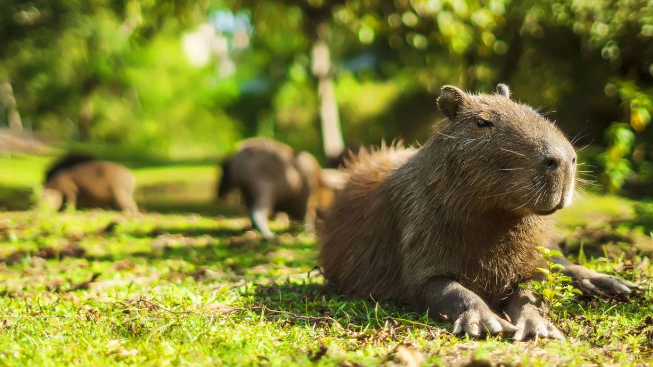 Mas Bro Meme Kapibara, Arti Dari Masbro Capybara