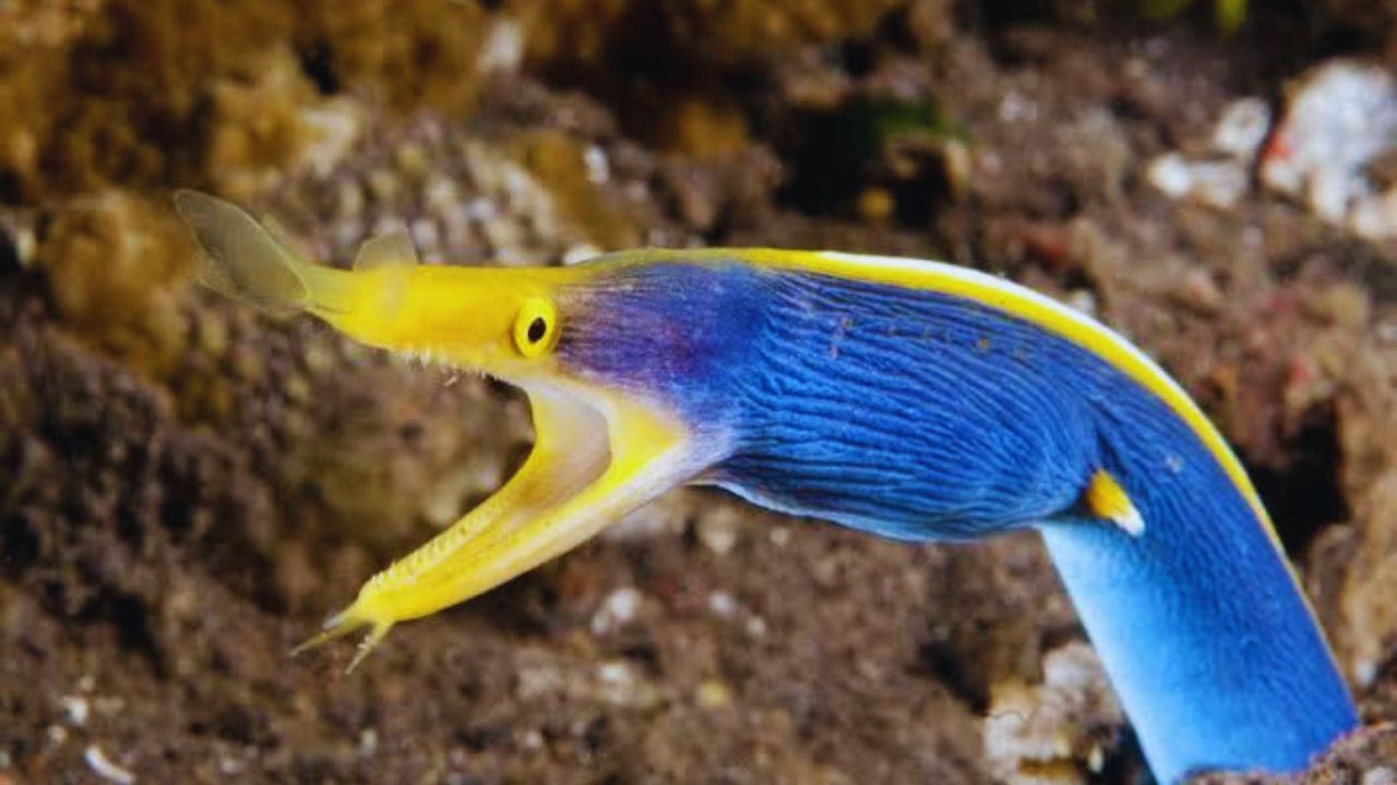 apakah belut moray bisa dimakan